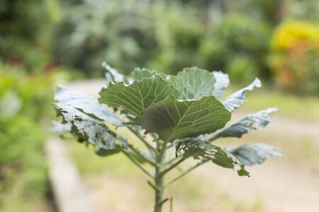 Close up fresh longlived cabbage