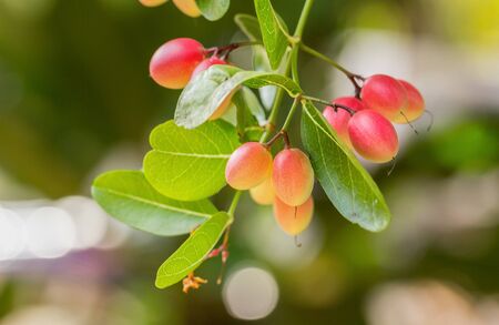 Karonda or Carunda Fruits Tropical Fruits growing on tree in garden