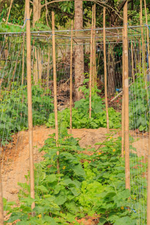 Sponge gourd or luffa acutangula in the gardenの写真素材