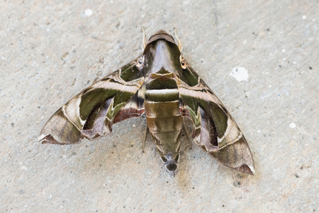 Moth butterfly on concrete floorの写真素材