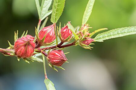 Roselle or Hibiscus sabdariffa fruit on plant in gardenの写真素材