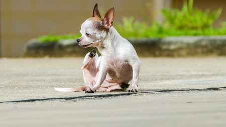 Small white short hair chihuahua dog scratchingの写真素材