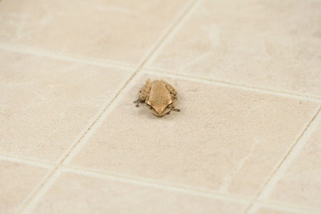 Common tree frog on floorの写真素材
