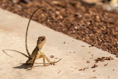 Tree lizard on concrete floorの写真素材