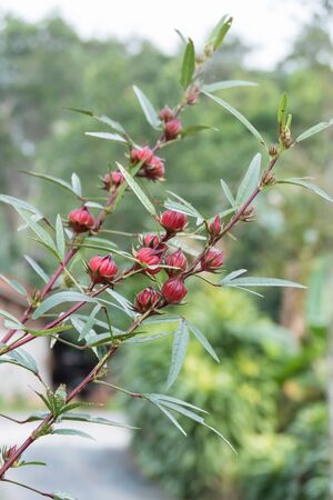 Roselle or Hibiscus sabdariffa fruit on plant in gardenの写真素材