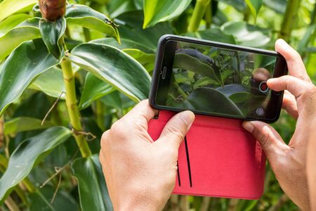 Man taking photo of grasshopper with mobile cell phoneの写真素材