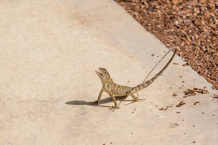 Tree lizard on concrete floorの写真素材