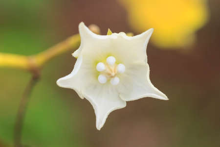 White eggplant flower on tree