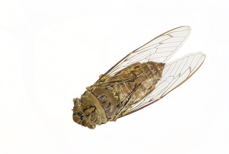 Cicada insect isolated on white backgroundの写真素材