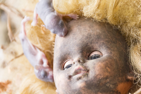 Three days rats on scary dirty head blonde dollの写真素材