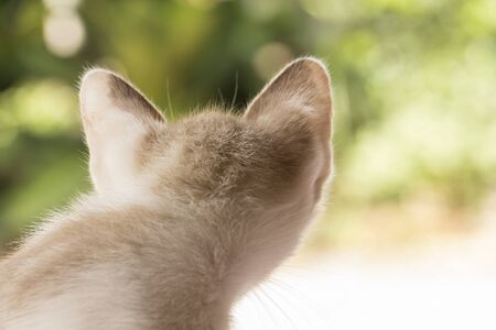 Portrait of cat looking back nature backgroundの写真素材