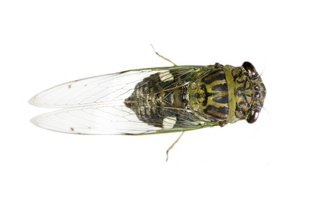 Cicada isolated on white background