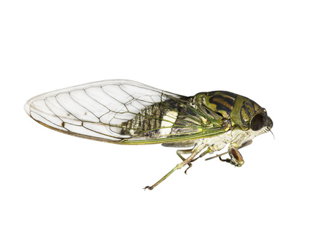Cicada isolated on white backgroundの写真素材