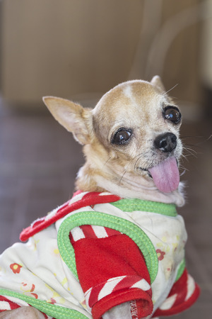 Close-up of Chihuahua looking at cameraの写真素材
