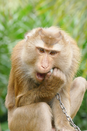 Portrait of Thai Macaque monkey