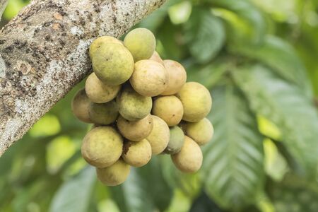 Bunch of long kong fruit on tree in Thailand garden