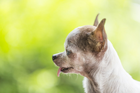 Chihuahua dog isolated on green nature backgroundの写真素材