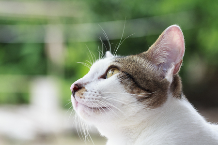 Portrait of Thai cat looking outの写真素材