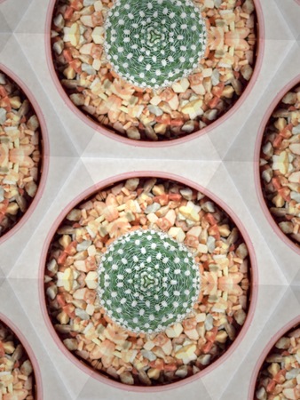 Kaleidoscope art abstract texture background Cactus succulent plant in pot top viewの写真素材