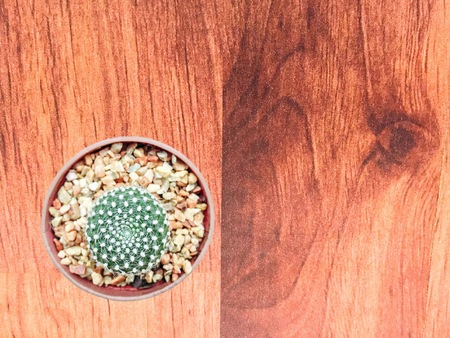 Cactus succulent plant in pot top view on wood backgroundの写真素材