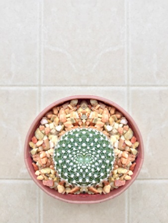 Cactus succulent plant in pot top viewの写真素材