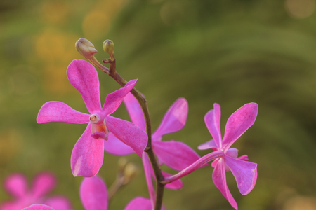 Beautiful pink orchid blooming on a branch with blurry green leaf in the gardenの写真素材