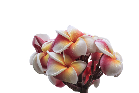 Frangipani flower isolated on white background with clipping pathの写真素材