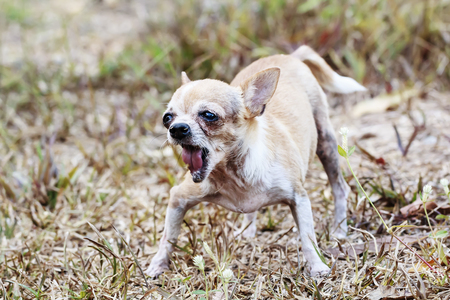 Chihuahua dog on summer grassの写真素材