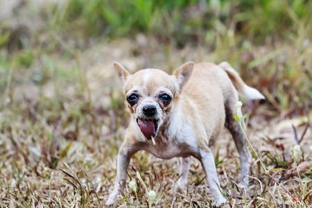 Chihuahua dog on summer grassの写真素材