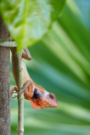Lizard over green nature background