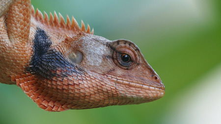 Head shot closeup of lizardの写真素材