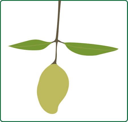 Vector illustration of fresh mango fruit isolated on white backgroundのイラスト素材