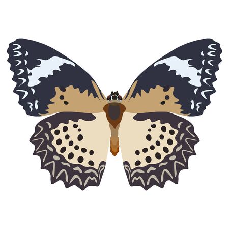 Vector illustration butterfly isolated on white backgroundのイラスト素材