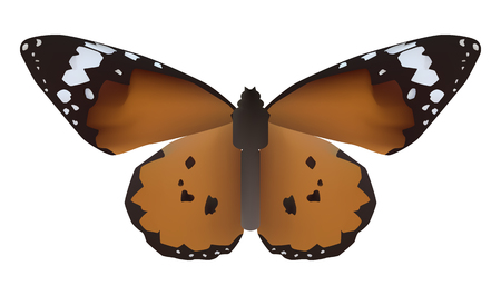 Vector illustration of butterfly with open wings in a top viewのイラスト素材