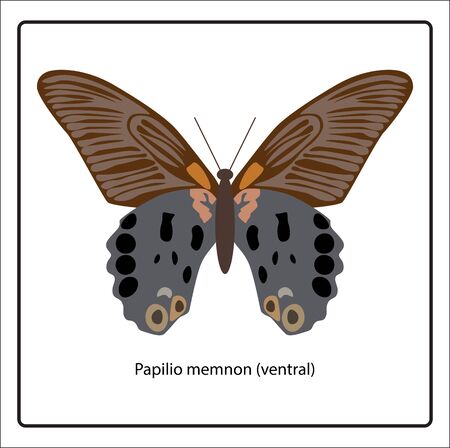 Vector illustration of Papilio memnon (ventral) butterfly isolated on white backgroundのイラスト素材