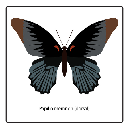 Vector illustration of Papilio memnon (dorsal) butterfly isolated on white backgroundのイラスト素材