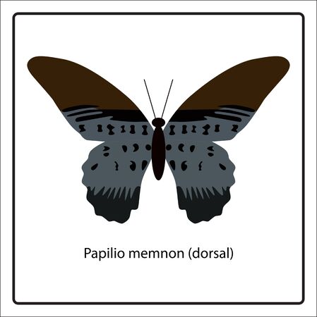 Vector illustration of Papilio memnon (dorsal) butterfly isolated on white backgroundのイラスト素材