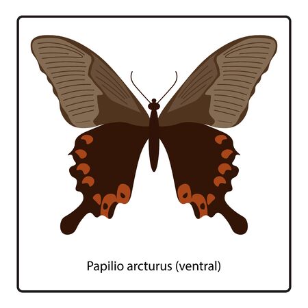 Vector illustration of Papilio arcturus (ventral) butterfly isolated on white backgroundのイラスト素材