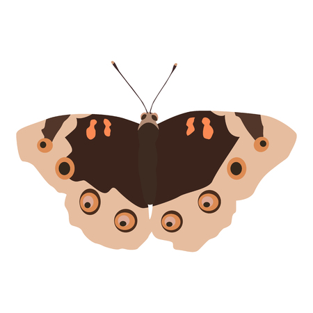 Vector illustration of moth isolated on white backgroundのイラスト素材