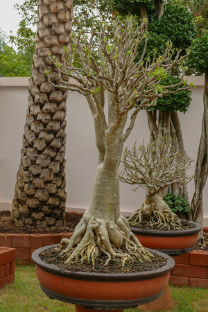 Dwarf tree in pot front of houseの写真素材