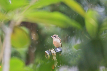 Old world flycatcher bird raining dayの写真素材