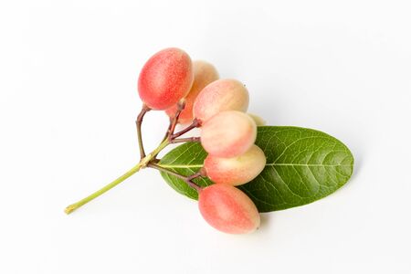 Karonda or Carissa carandas Linn fruits and leaves isolated on white backgroundの写真素材