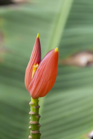Beautiful orange banana blossom with banana green leaves in nature