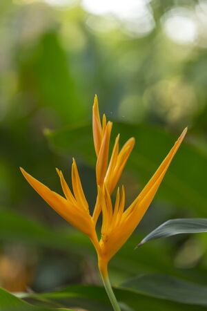 Close-up Strelitzia Reginae flower (bird of paradise flower) in the garden