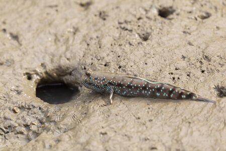 Mudskipper or Amphibious fish in the mud at mangrove forest in Satun, Thailand