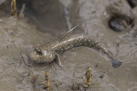 Mudskipper or Amphibious fish in the mud at mangrove forest in Satun, Thailandの写真素材