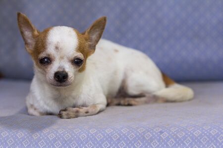 Small white short hair female chihuahua dog lying on sofa chairの写真素材