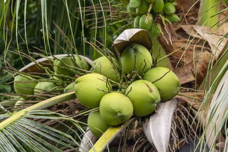 Green coconut growing on treeの写真素材