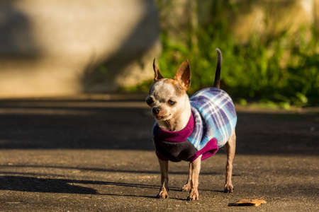 Small short hair female chihuahua dog standing in park