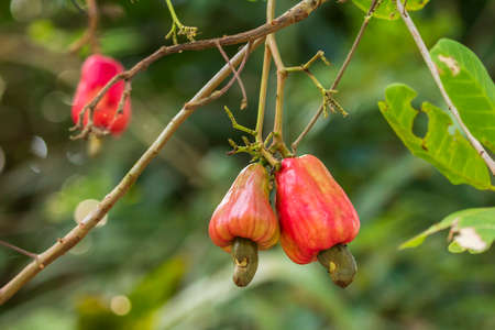 Red cashew fruit (Anacardium occidentale) growing on tree